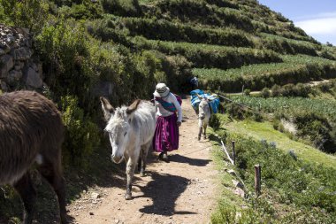 Isla Del Sol, Bolivya - 7 Ocak 2018: Isla del Sol Titicaca gölü üzerinde eşek ile kimliği belirsiz bir kadın. En büyük ada yüksek irtifa Titikaka Gölü
