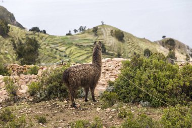 Lama Isla del Sol Bolivya'daki Titikaka Gölü üzerinde