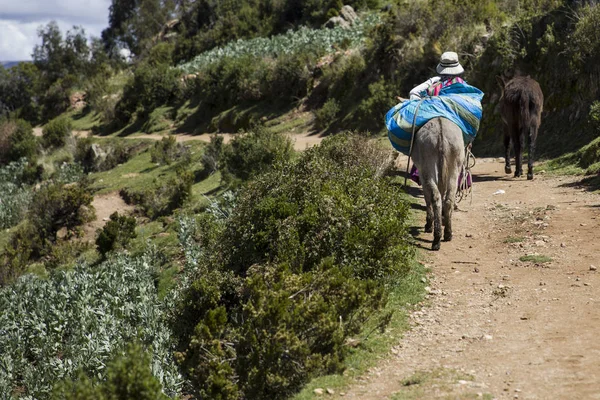 Isla Del Sol Bolivia Januari 2018 Onbekende Vrouw Met Ezels — Stockfoto