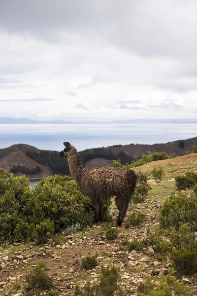 Lama Isla Del Sol Het Titicacameer Bolivia — Stockfoto