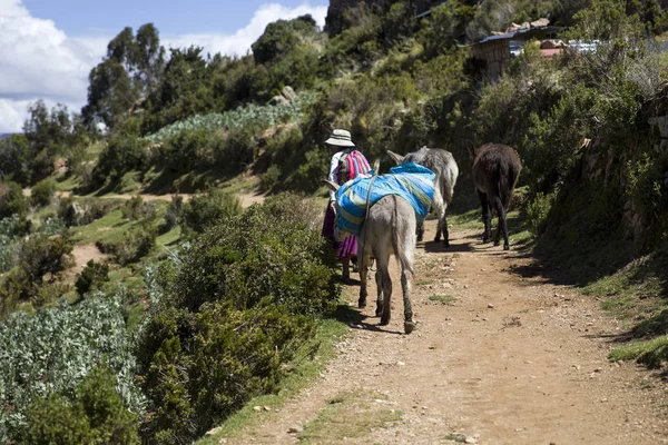 Isla Del Sol Bolivia January 2018 Unidentified Woman Donkeys Isla — Stock Photo, Image