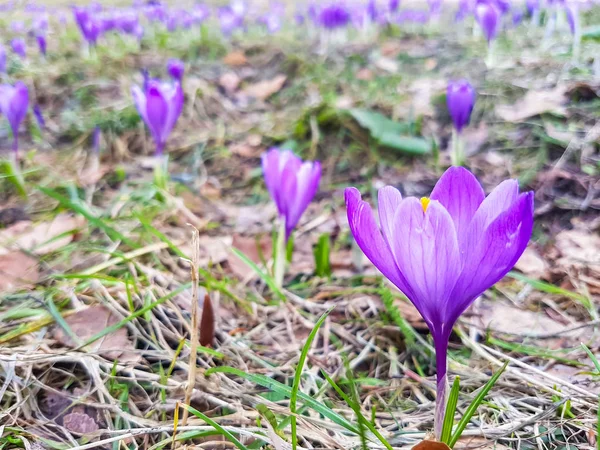 Purple Crocus Flowers Forest Spring — Stock Photo, Image