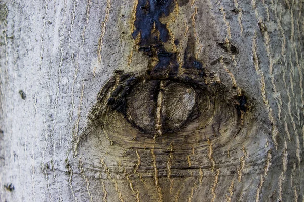 Λεπτομέρεια από το παλιό δέντρο — Φωτογραφία Αρχείου
