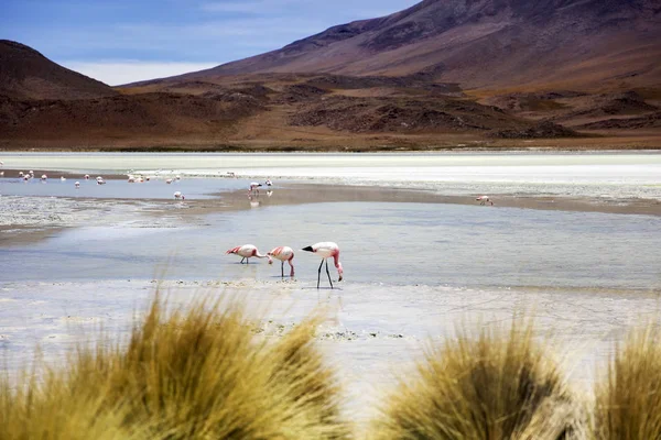 Laguna Hedionda Reserva Nacional Eduardo Avaroa Fauna Andina Bolívia — Fotografia de Stock