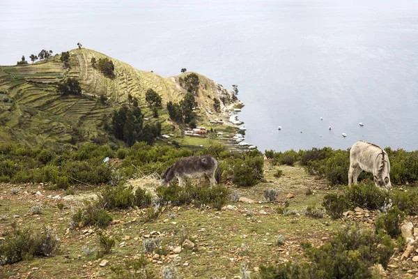 Osioł Isla Del Sol Jeziorze Titicaca Boliwii — Zdjęcie stockowe