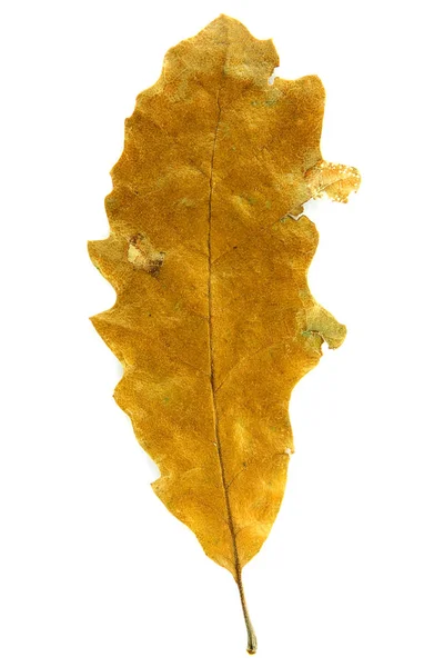 Hoja Otoño Aislada Sobre Fondo Blanco — Foto de Stock