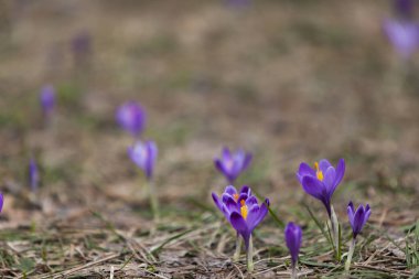 Bahar, orman mor bitkisi çiçeği.