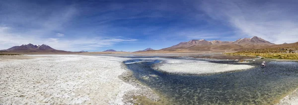 Laguna Colorada Reserva Nacional Eduardo Avaroa Fauna Andina Bolívia — Fotografia de Stock