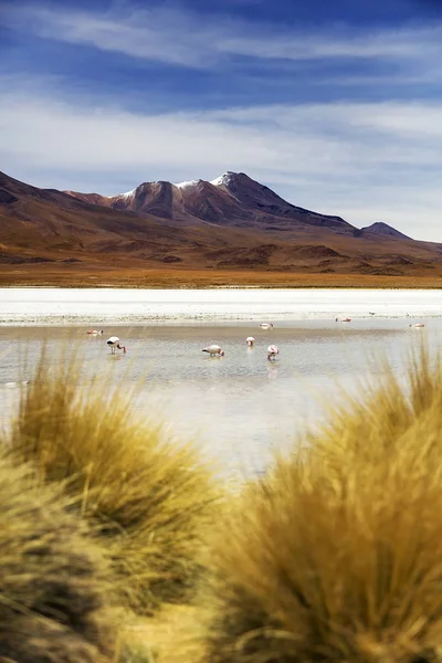 Laguna Hedionda Eduardo Avaroa Andean Fauna National Reserve Bolivia — Stock Photo, Image