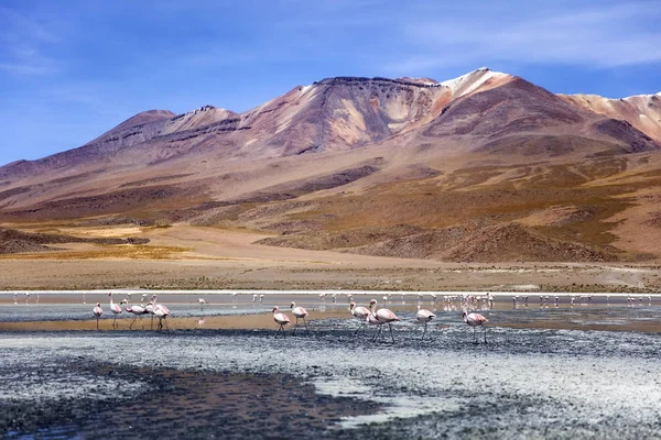 Laguna Colorada Eduardo Avaroa Andyjski Fauny Rezerwat Narodowy Boliwii — Zdjęcie stockowe