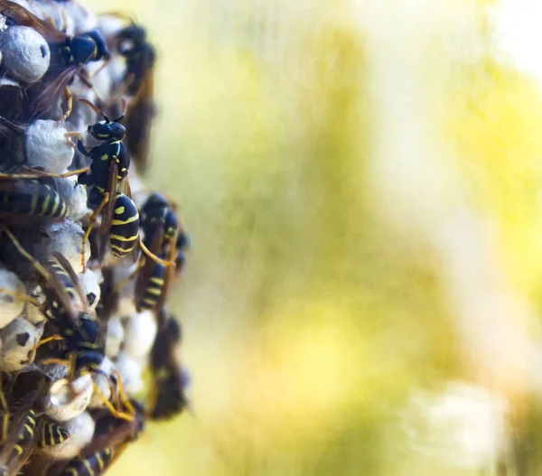 巣の中にスズメバチのクローズ アップ ビュー — ストック写真