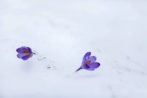 Crocus flowers in snow on the first days of spring