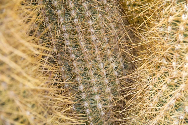 Détail Rapproché Cactus Bolivie — Photo