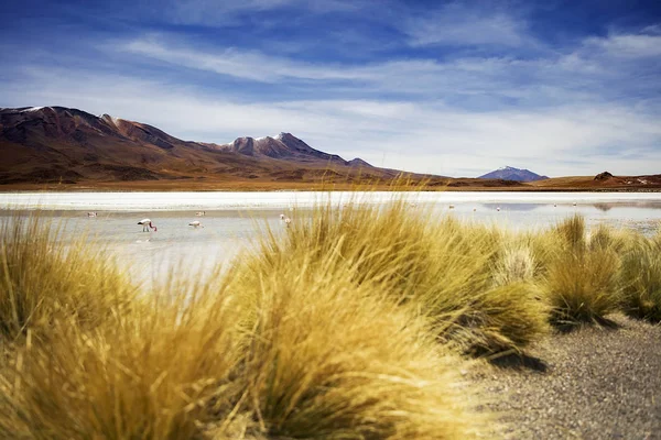 Laguna Hedionda Andok Határán Bolíviában — Stock Fotó