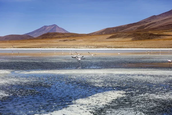 Laguna Colorada Eduardo Avaroa Andes Fauna Nationale Reserve Bolivia — Stockfoto