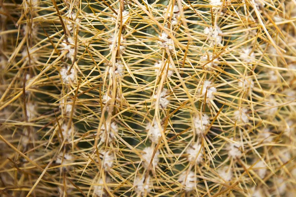 Détail Rapproché Cactus Bolivie — Photo