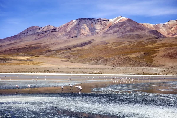 Laguna Colorada Reserva Nacional Fauna Andina Eduardo Avaroa Bolivia — Foto de Stock