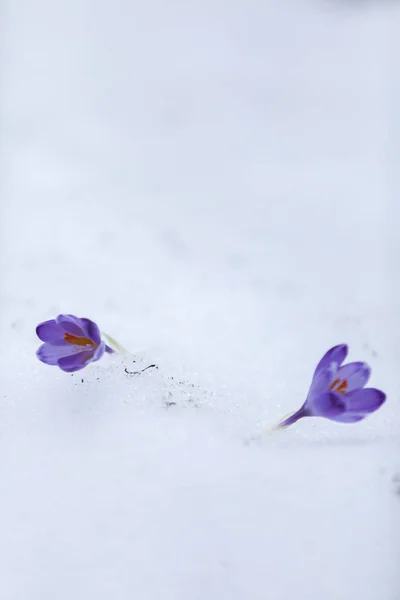 Baharın Ilk Gününde Kar Bitkisi Çiçeği — Stok fotoğraf
