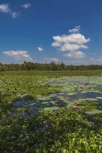 Waterlelies Het Wetland Buurt Van Matara Sri Lanka — Stockfoto