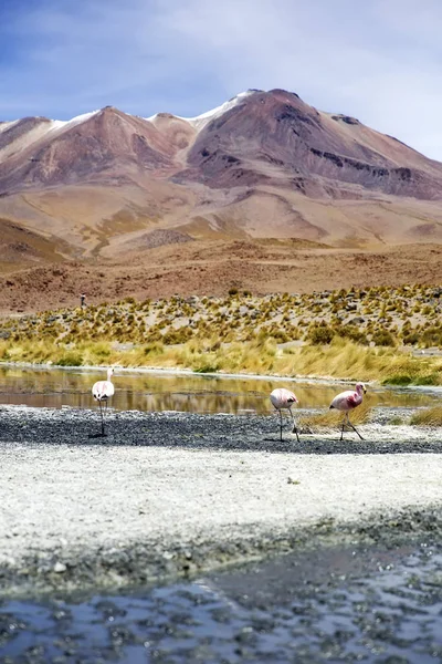 Laguna Colorada Presso Riserva Nazionale Della Fauna Andina Eduardo Avaroa — Foto Stock