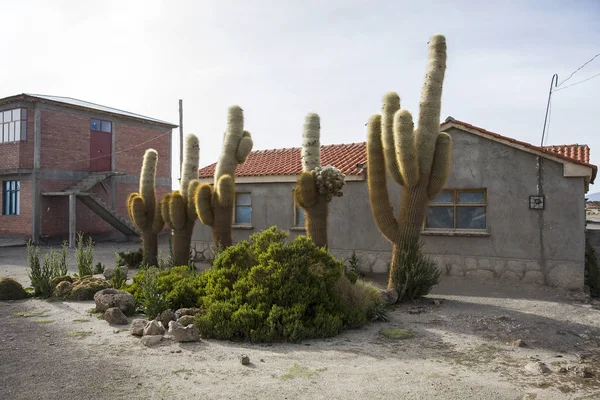 ボリビアの家でサボテン Echinopsis Atacamensis で表示します — ストック写真