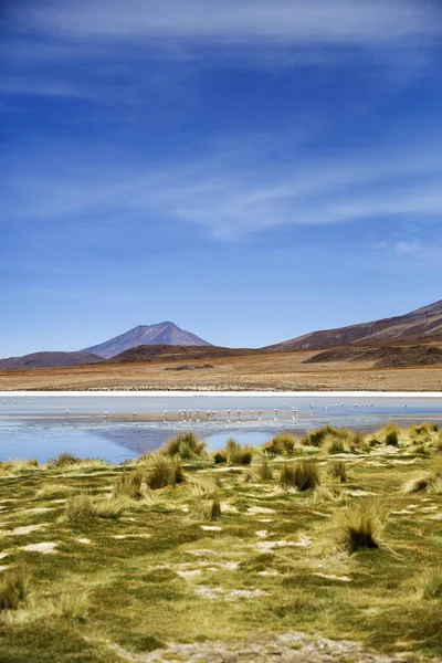 Laguna Colorada Reserva Nacional Eduardo Avaroa Fauna Andina Bolívia — Fotografia de Stock