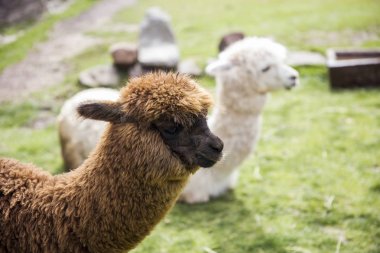 Tatlı küçük bebek alpaka Peru'dan