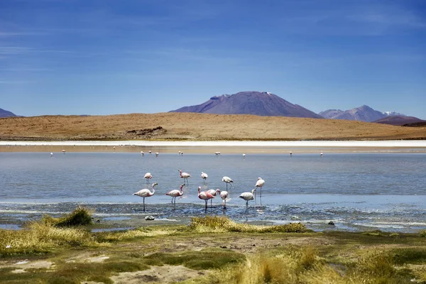 Laguna Colorada Eduardo Avaroa Andyjski Fauny Rezerwat Narodowy Boliwii — Zdjęcie stockowe