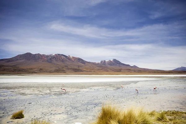 Laguna Hedionda Eduardo Avaroa Andinska Fauna Nationella Reserven Bolivia — Stockfoto