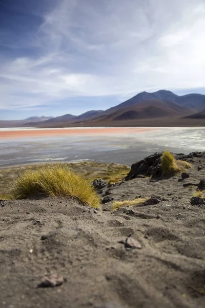 Laguna Colorada Réserve Nationale Faune Andine Eduardo Avaroa Bolivie — Photo