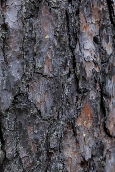 Detalhe Close Antigo Tronco Árvore — Fotografia de Stock