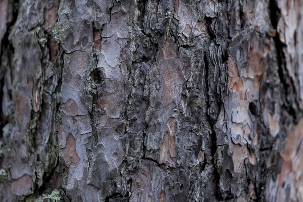 Detalhe Close Antigo Tronco Árvore — Fotografia de Stock