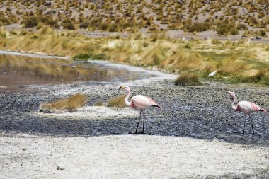 Laguna Colorada, Eduardo Avaroa and Fauna Ulusal rezerv Bolivya