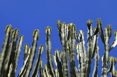 Kaktüsler çiçek mavi gökyüzünün altında görüntülemek