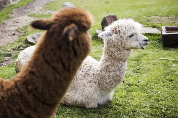 Ładny Mały Baby Alpaca Peru — Zdjęcie stockowe