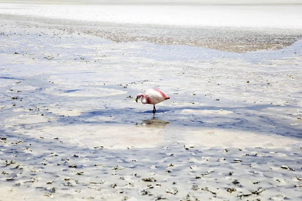 Flamingo Laguna Hedionda Andské Altiplano Bolívii — Stock fotografie