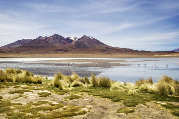 Laguna Colorada Reserva Nacional Fauna Andina Eduardo Avaroa Bolivia — Foto de Stock