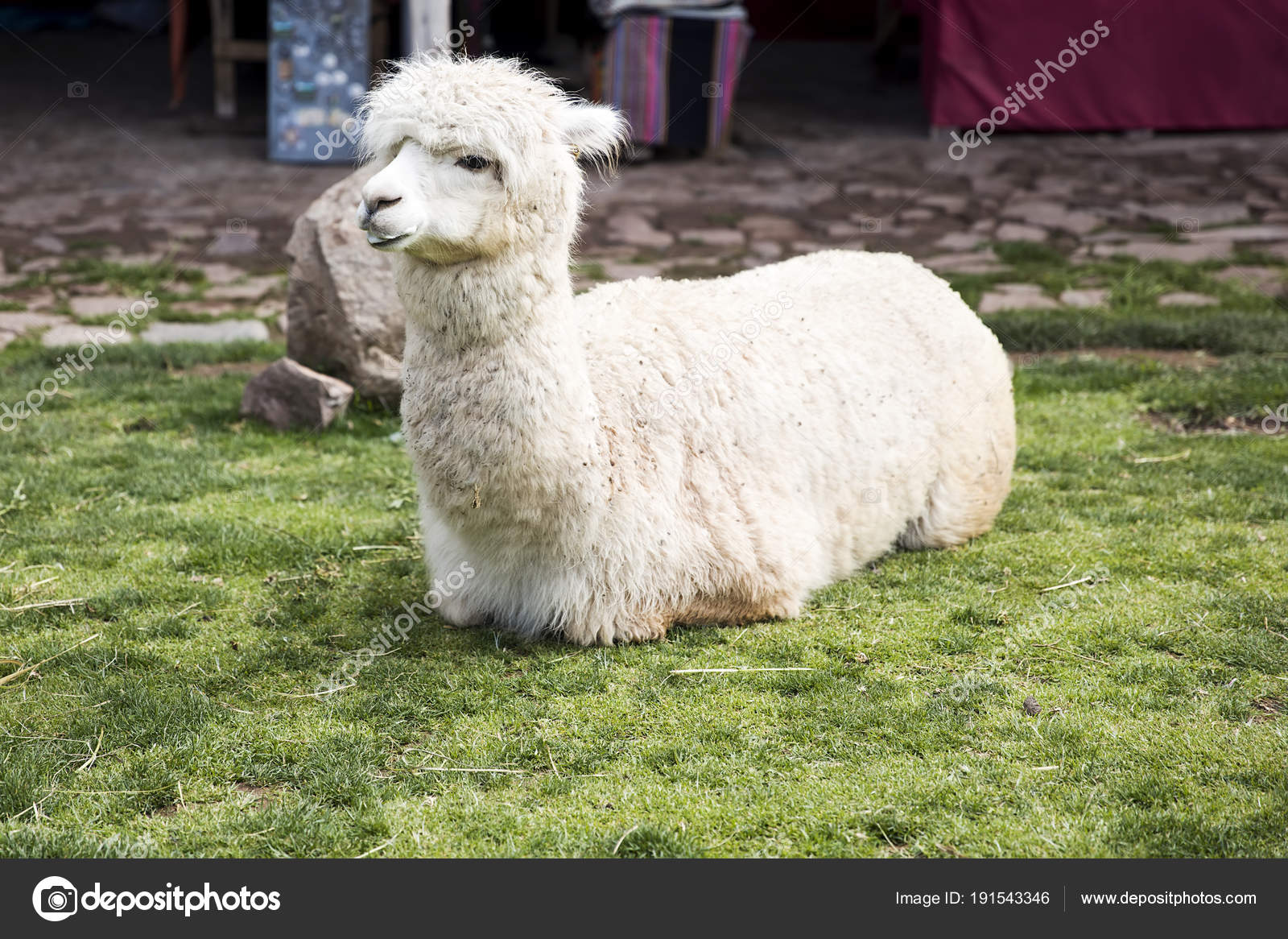 Cute Little Baby Alpaca Peru Stock Photo By C Boggy22 Cute Little Baby Alpaca Peru Stock Photo By C Boggy22