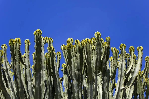 Visa Kaktusar Blommor Blå Himmel — Stockfoto