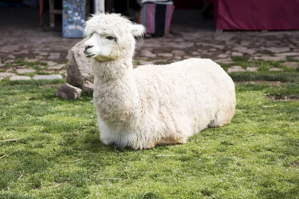 Mignon Petit Bébé Alpaga Pérou — Photo