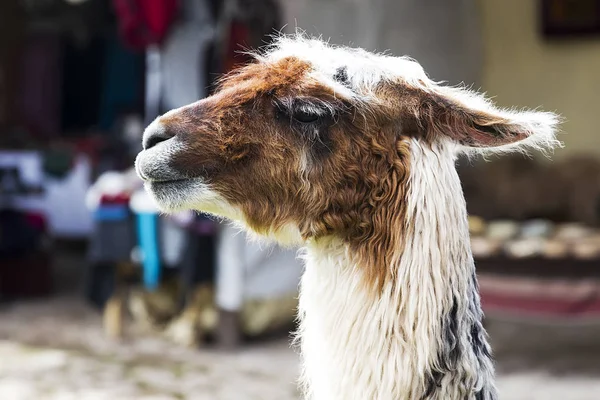 Глава Ламы Улице Куско Перу — стоковое фото
