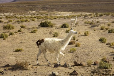 Lamas, Eduardo Avaroa and Fauna Ulusal rezerv Bolivya'daki Dali çölde