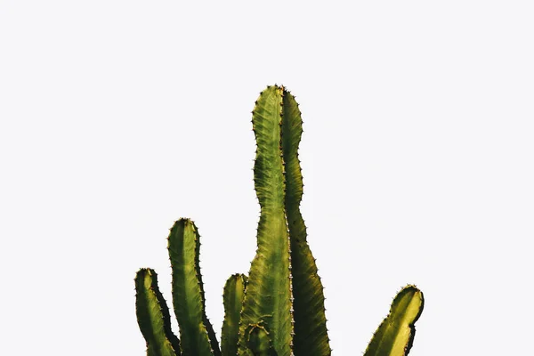 Cactus Bekijken Door Witte Muur — Stockfoto