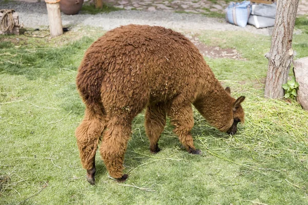 Ładny Mały Baby Alpaca Peru — Zdjęcie stockowe