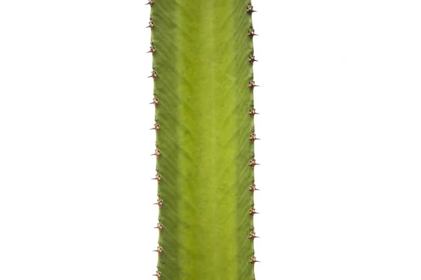 Kaktusz Elszigetelt Fehér Background — Stock Fotó