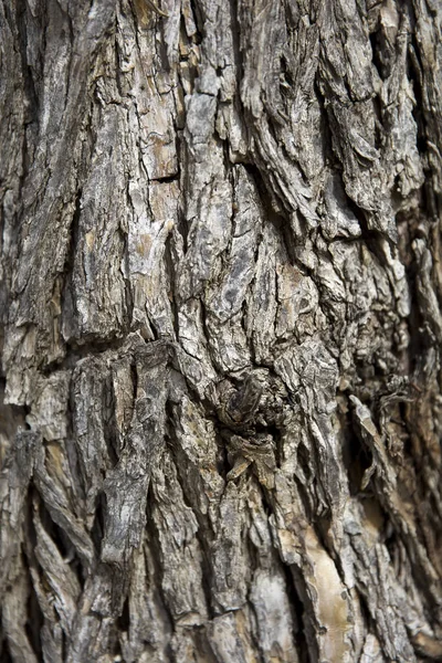 Крупный План Старого Ствола Дерева — стоковое фото