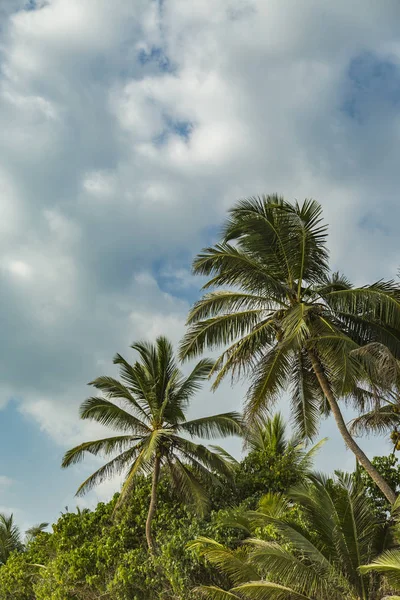 Palmy Pláži Mirissa Srí Lance — Stock fotografie