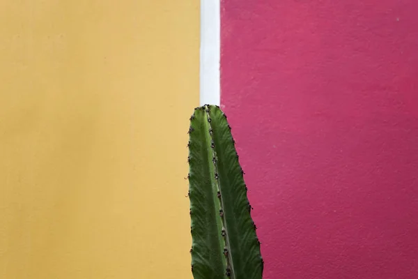 View Cactus Yellow Pink Wall — Stock Photo, Image