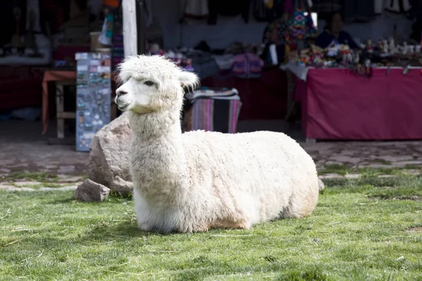 Söt Liten Baby Alpacka Från Peru — Stockfoto