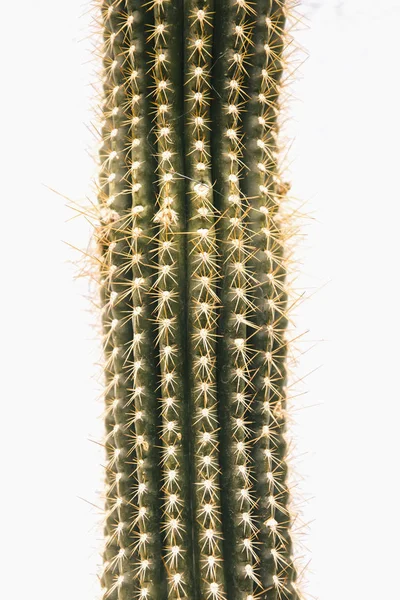 Cactus Isolé Sur Fond Blanc — Photo